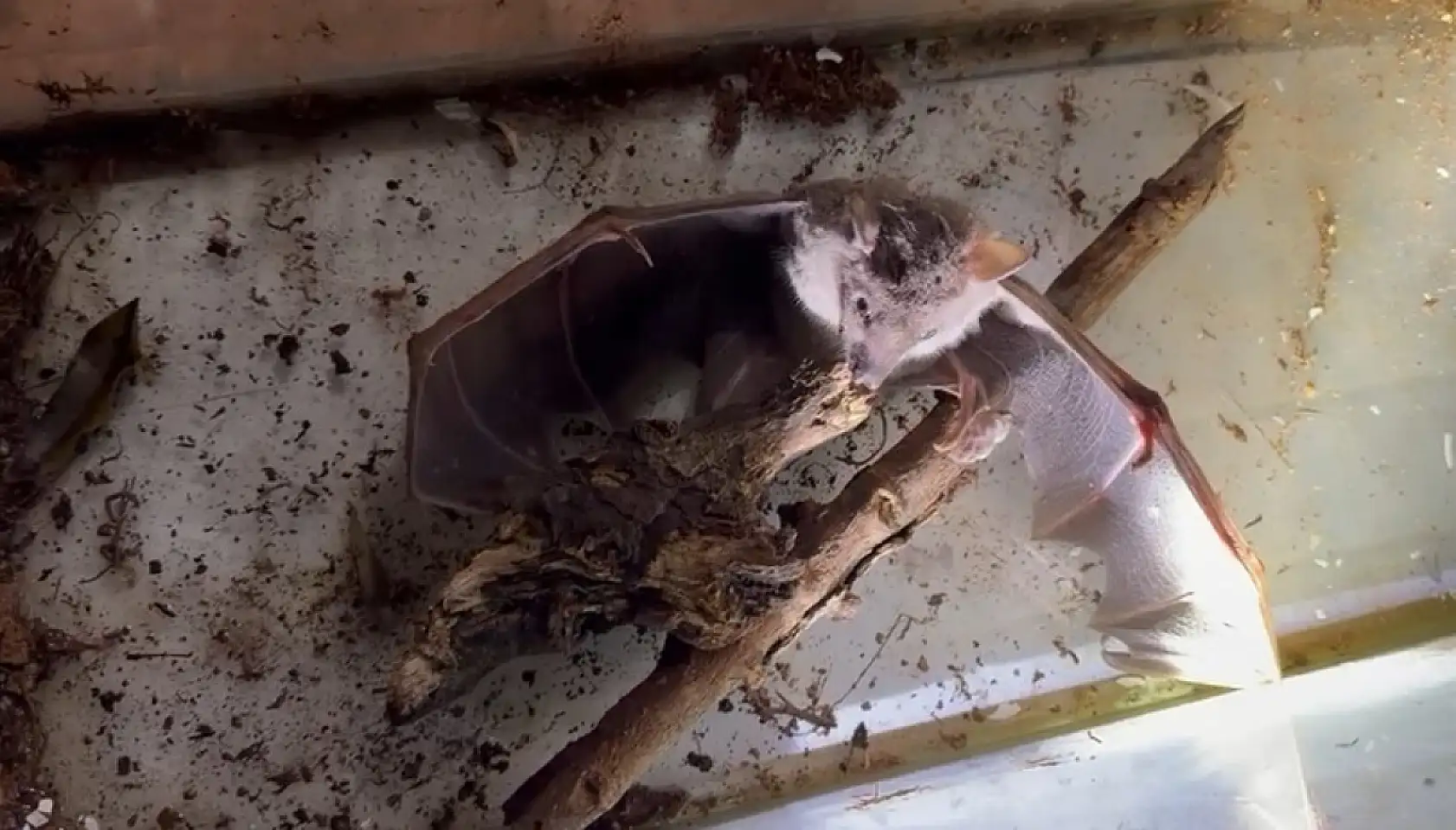 Fethiye'de Sürpriz Keşif: Afrika Meyve Yarasası İlk Kez Görüldü