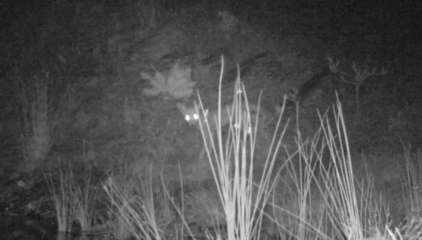 Yaban hayatı fotokapana yakalandı