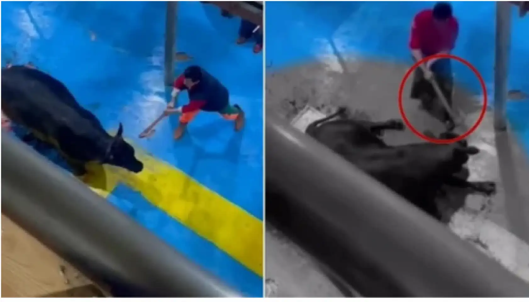 Büyükbaş hayvana vahşet, 5 kişi gözaltına alındı