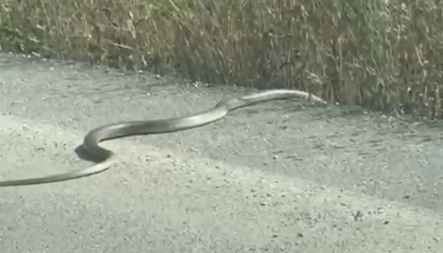 Leylek ve kartalın yılan avı kamerada