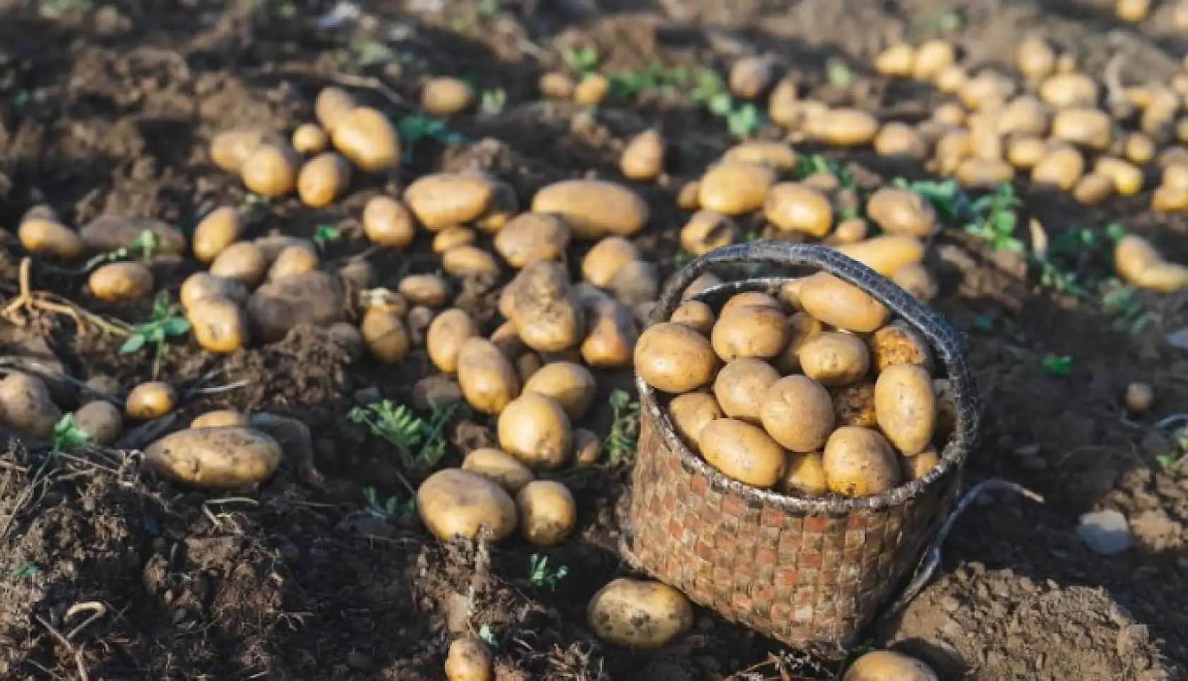 Kuru soğan ile patatesi aynı yerde saklamayın, bakın işte nedeni…