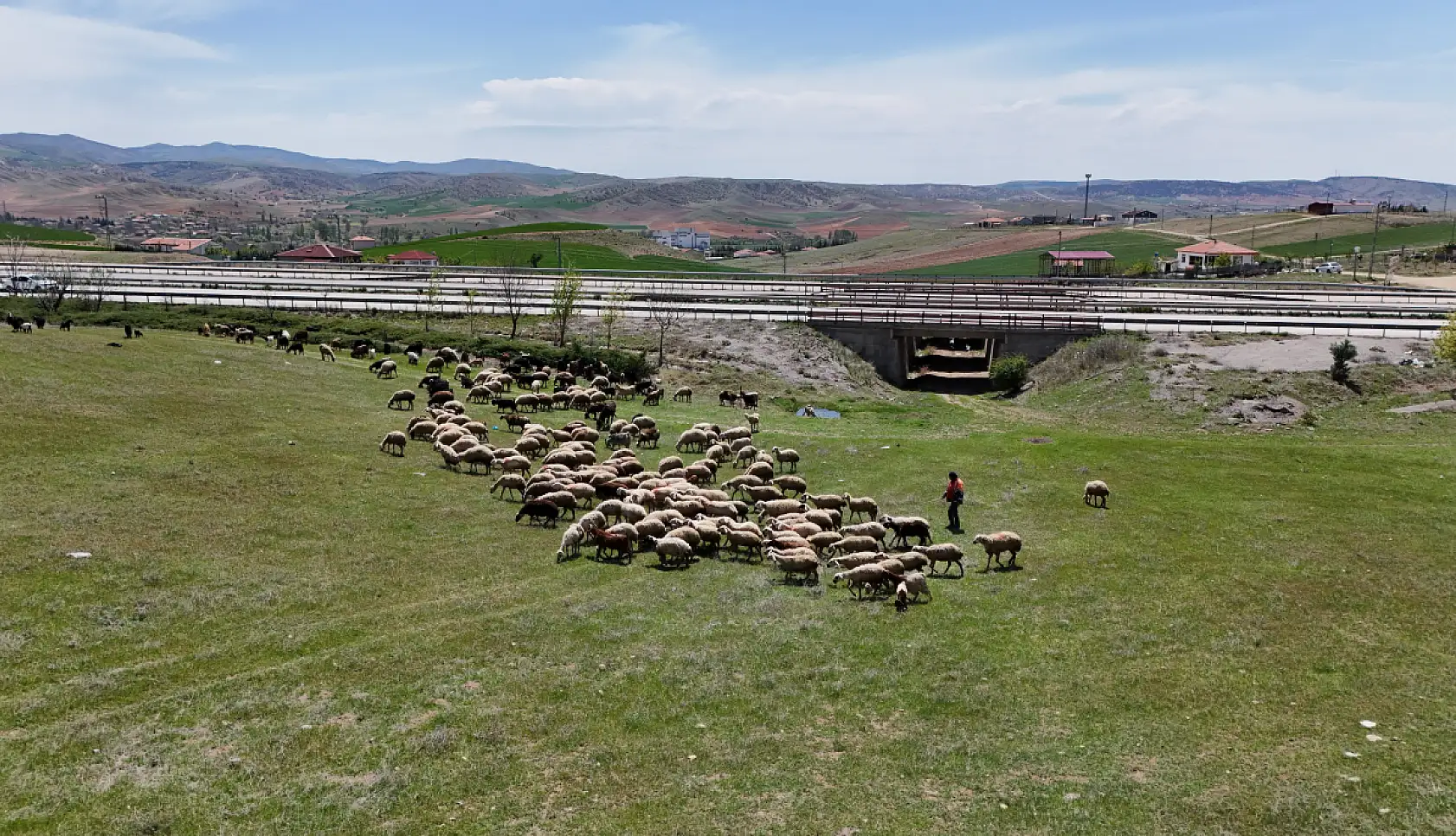 Küçükbaş hayvanların peşinde geçen ömür: 'Çocuklarımız gibi bakıyoruz'