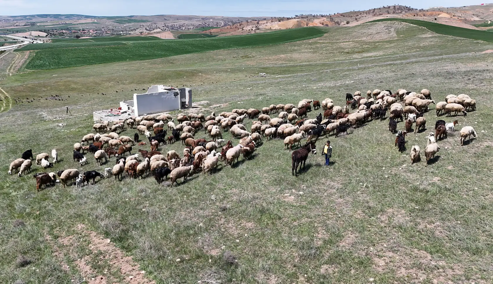Küçükbaş hayvanların peşinde geçen ömür: 'Çocuklarımız gibi bakıyoruz'