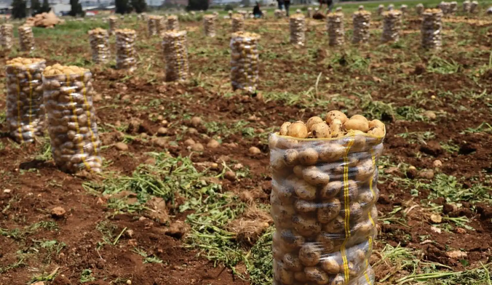 Hepsi geri gönderildi: Yurt dışından gelen 2 bin tondan fazla patates virüslü çıktı