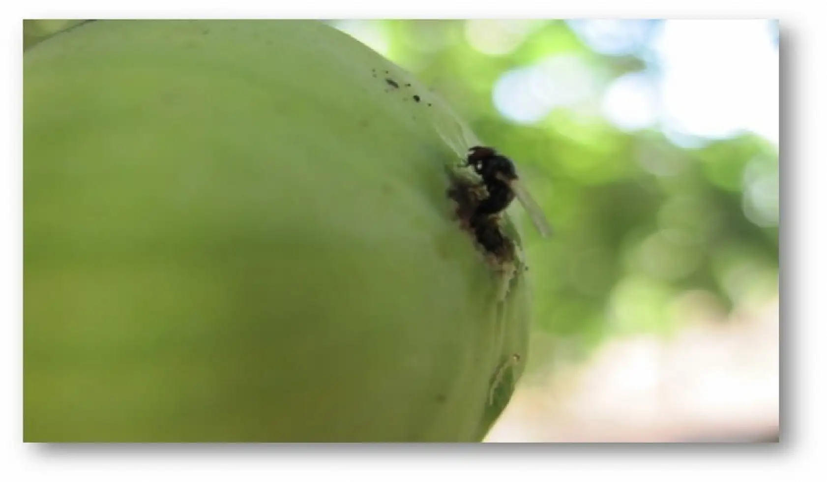 İncir siyah sineği ile mücadele çağrısı