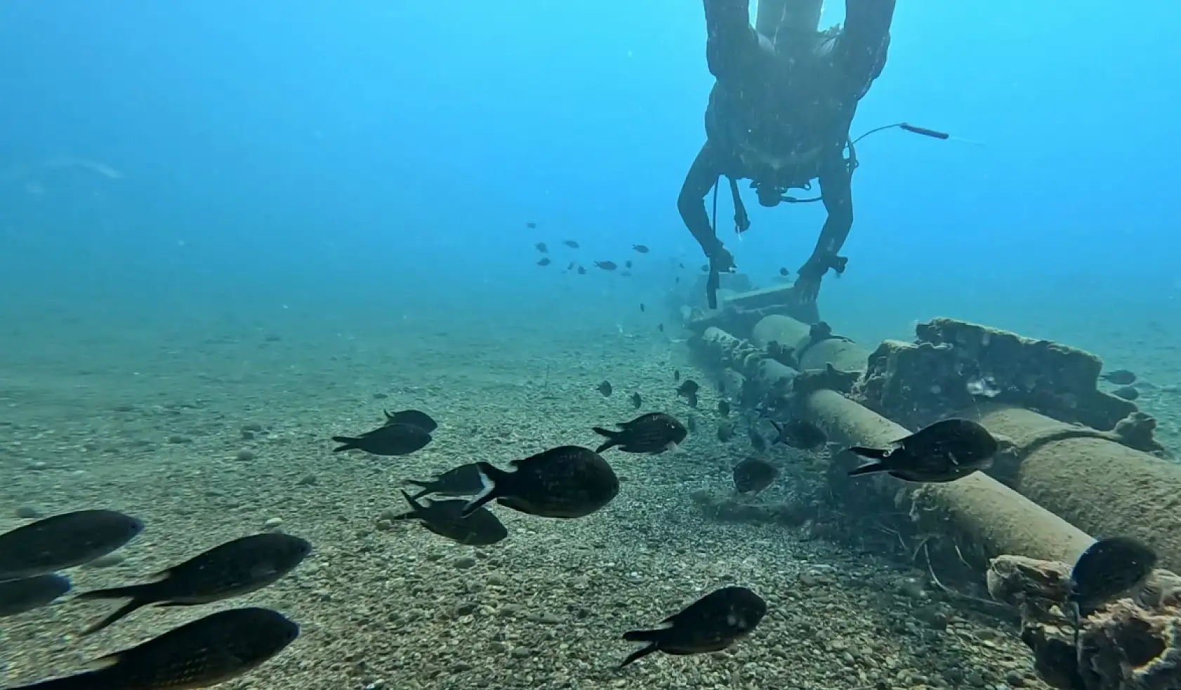 Akdeniz'de balıkların rekabeti: Kızıldeniz'den gelen balık türleri, yerli balıkları baskıladı