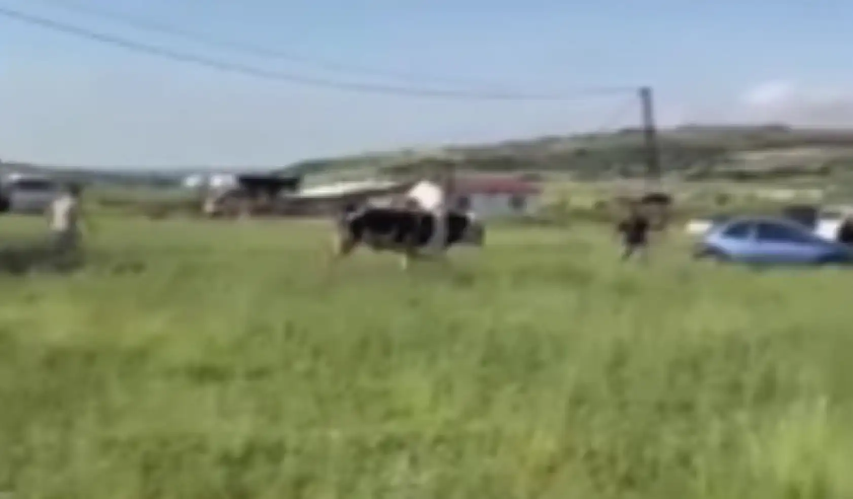 Kurbanlığı kaçırdılar, boş arazide peşinde koştular