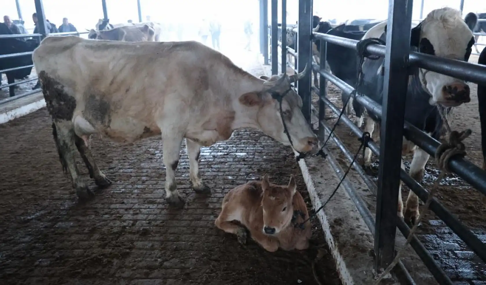 Eski günlere dönüş! Köylerde inek sahipliği patladı