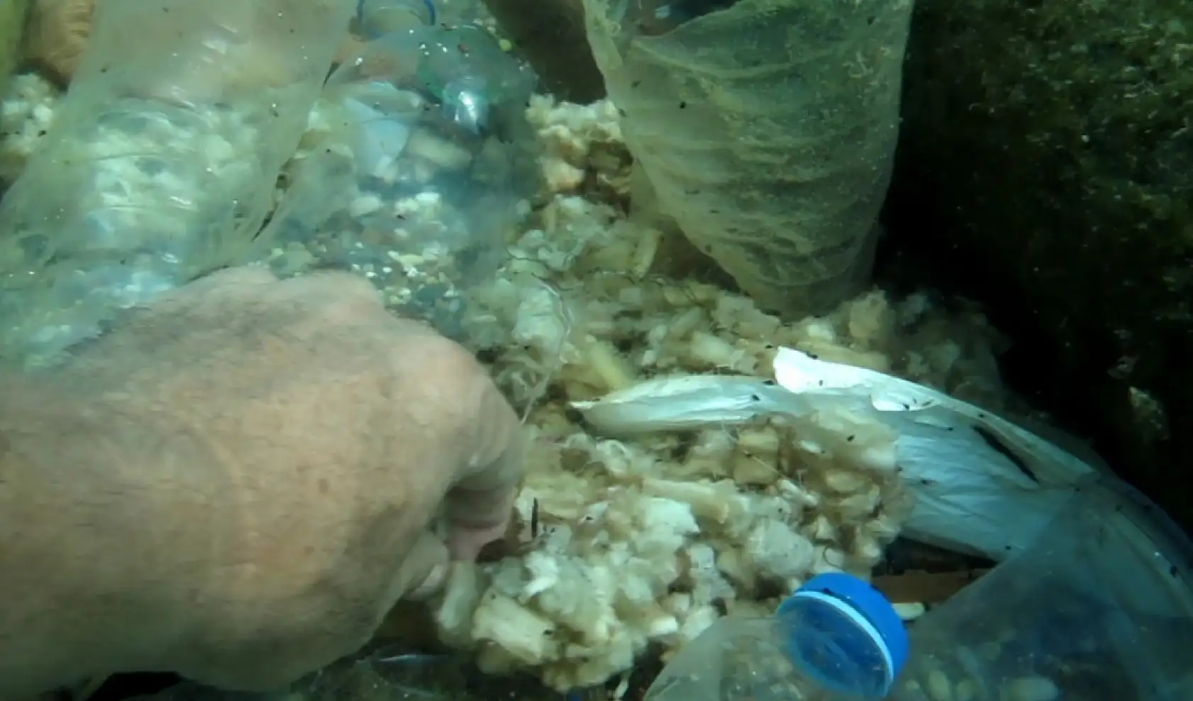 Sigara izmaritleri denizde pamuk tarlasına dönüştü