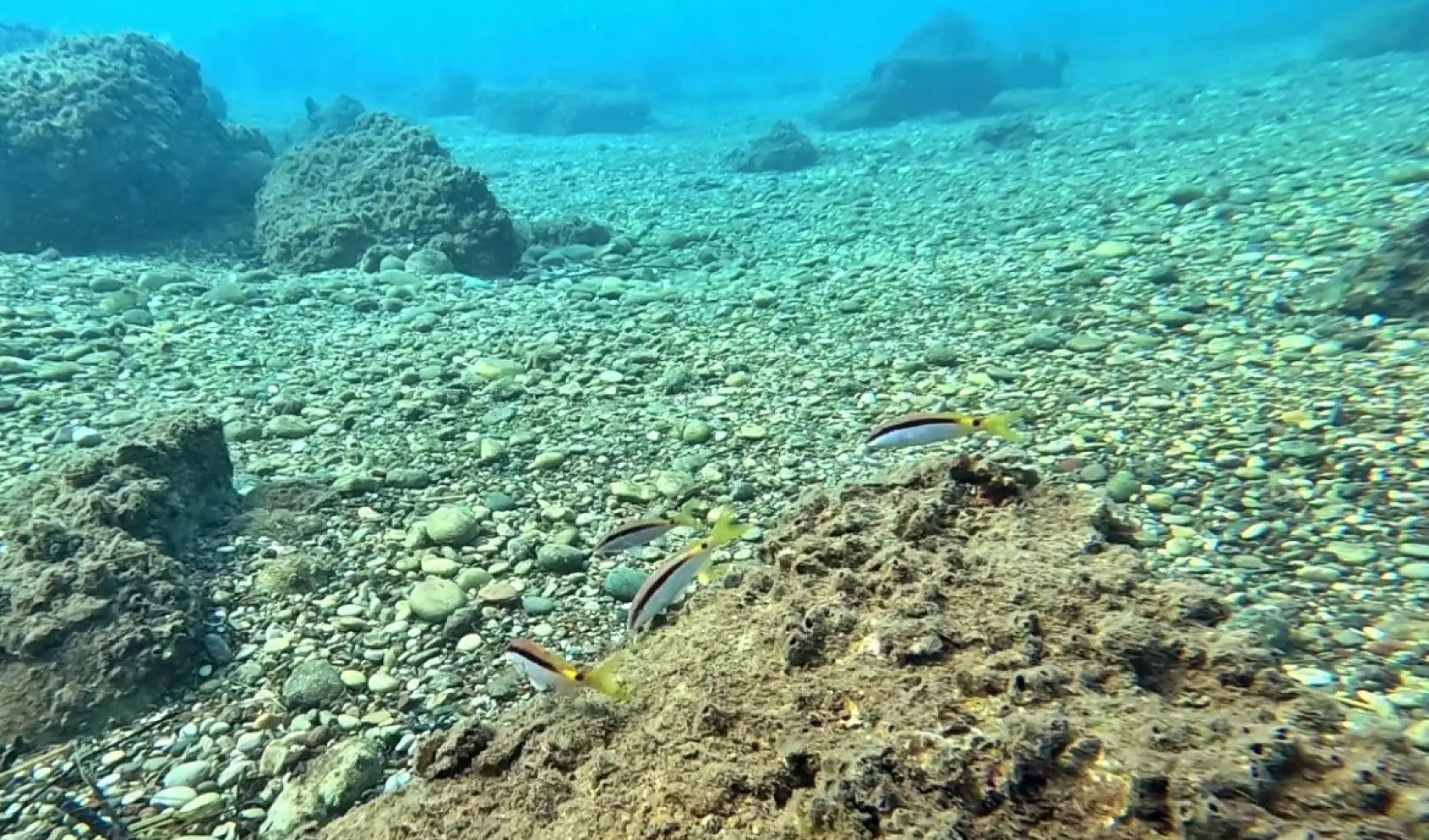 Akdeniz'de balıkların rekabeti: Kızıldeniz'den gelen balık türleri, yerli balıkları baskıladı