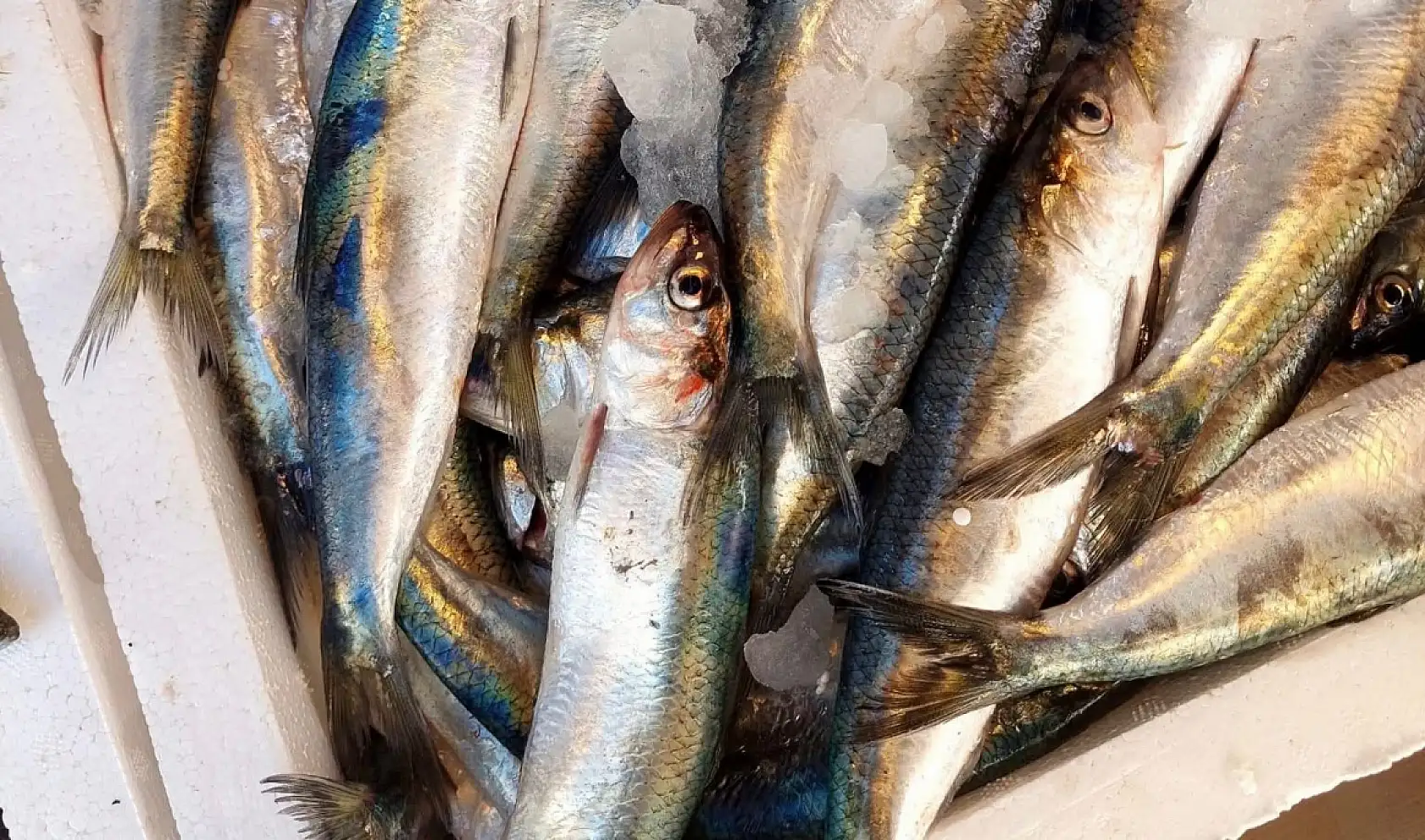 Fethiye'de Av Sezonu Başladı, Balıkçılar Denize Açıldı