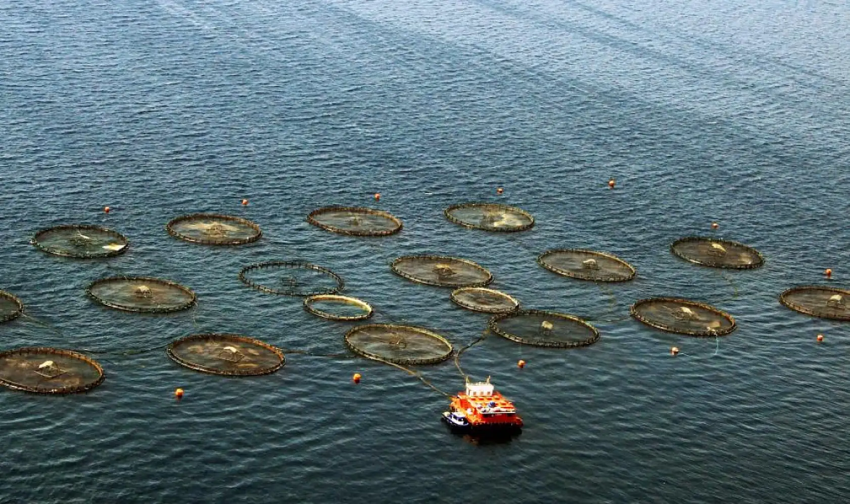 Ege'de tarımsal ürünler ihracatının lideri su ürünleri