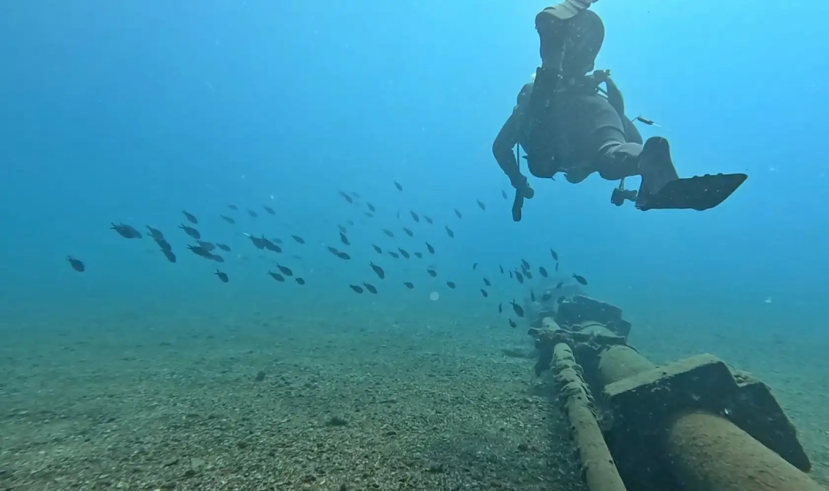 Akdeniz'de balıkların rekabeti: Kızıldeniz'den gelen balık türleri, yerli balıkları baskıladı
