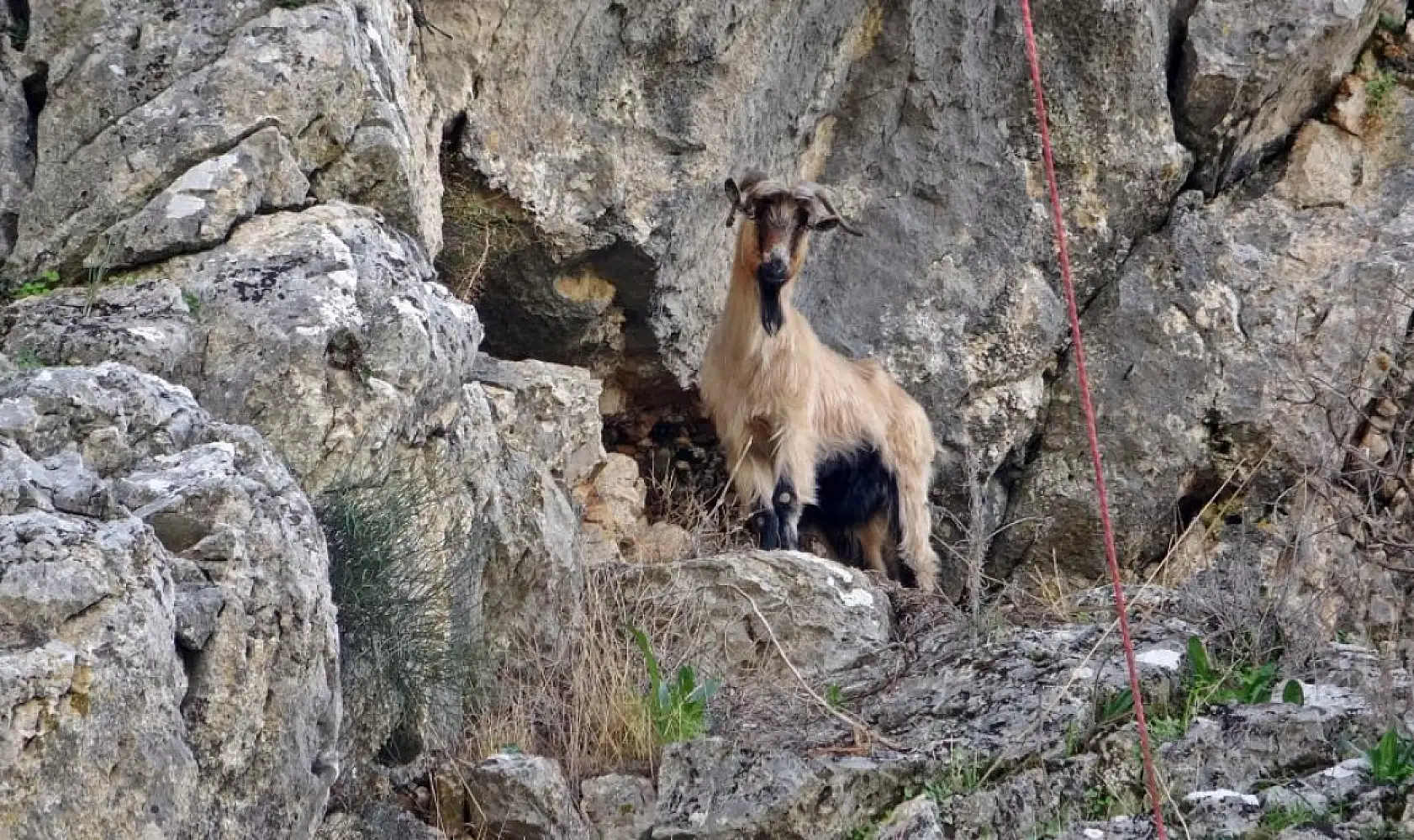 3 keçisini kurtlar yiyen yaşlı adam, mahsur kaldığı uçurumdan kurtarılan son keçisine sarılıp doyasıya öptü