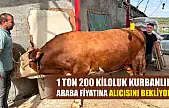 1 ton 200 kiloluk kurbanlık, araba fiyatına alıcısını bekliyor