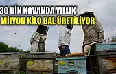 130 bin kovanda yıllık 1 milyon kilo bal üretiliyor