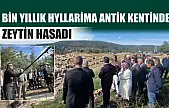 4 bin yıllık Hyllarima Antik Kentinde Zeytin hasadı