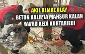 Akıl almaz olay: Beton kalıpta mahsur kalan yavru kedi kurtarıldı