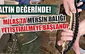 Altın değerinde! Milas'ta Mersin Balığı yetiştirilmeye başlandı