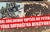Bal arılarının yaptığı bu petek Türk Bayrağı'na benziyor