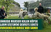 Bankada mahsur kalan köpek alarm sistemini devreye soktu: Çevredekiler hırsız var sandı