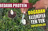 Bedava protein, doğadan elleriyle tek tek topluyorlar