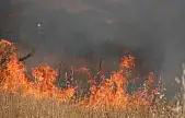 Bodrum'da otluk alanda çıkan yangın 5 dekarlık alanı küle çevirdi