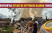 Bodrum'da otluk ve zeytinlik alanda yangın
