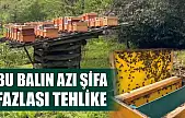 Bu balın azı şifa, fazlası tehlike