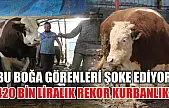 Bu boğa görenleri şoke ediyor: 420 bin liralık rekor kurbanlık!