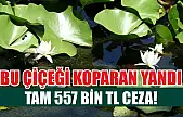 Bu çiçeği koparan yandı: Tam 557 bin TL ceza!