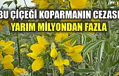 Bu çiçeği koparmanın cezası yarım milyondan fazla