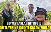 Bu yapraklar altın gibi! 850 TL yerine 1500 TL kazanıyorlar!