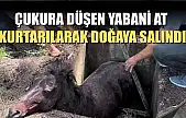 Çukura düşen yabani at kurtarılarak doğaya salındı