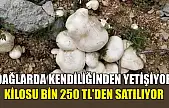 Dağlarda kendiliğinden yetişiyor, kilosu bin 250 TL'den satılıyor
