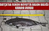 Datça'da rekor boyutta balon balığı karaya vurdu