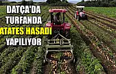 Datça'da turfanda patates hasadı yapılıyor