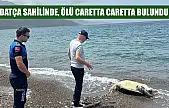 Datça sahilinde ölü caretta caretta bulundu