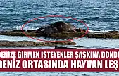 Denize girmek isteyenler şaşkına döndü: Deniz ortasında hayvan leşi