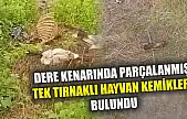 Dere kenarında parçalanmış tek tırnaklı hayvan kemikleri bulundu
