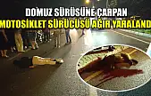 Domuz sürüsüne çarpan motosiklet sürücüsü ağır yaralandı