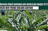 Dünyaca ünlü enginarları hırsızlar hasat etti... Polis her yerde onları arıyor