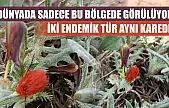 Dünyada sadece bu bölgede görülüyor: İki endemik tür aynı karede