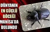 Dünyanın en güçlü böceği Manisa'da bulundu