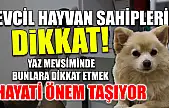 Evcil hayvan sahipleri dikkat! Yaz mevsiminde bunlara dikkat etmek hayati önem taşıyor