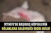 Fethiye'de başıboş köpeklerin oğlaklara saldırdığı iddia edildi