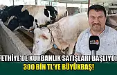 Fethiye'de kurbanlık satışları başlıyor 300 bin TL'ye büyükbaş!