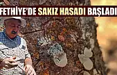 Fethiye'de sakız hasadı başladı