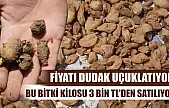 Fiyatı dudak uçuklatıyor: Bu bitki kilosu 3 bin TL'den satılıyor