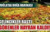 Gelincikler bastı, görenler hayran kaldı! Muğla'da doğa harikası